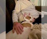 Small #12 American Staffordshire Terrier