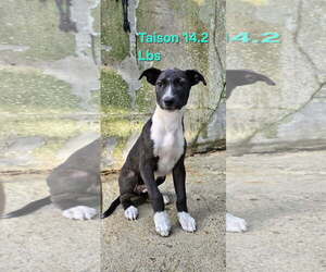 Labrador Retriever-Unknown Mix Dogs for adoption in Sterling, MA, USA