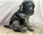 Puppy Fern Poodle (Standard)