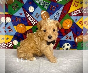 YorkiePoo Puppy for sale in WINNSBORO, LA, USA