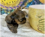 Small Photo #17 Morkie Puppy For Sale in CASSVILLE, MO, USA