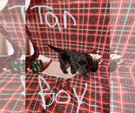 Small Photo #9 Doodle-Goldendoodle Mix Puppy For Sale in FAISON, NC, USA