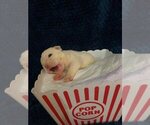 Small Photo #1 English Bulldogge Puppy For Sale in MIAMI, FL, USA