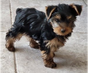 Yorkshire Terrier Puppy for sale in PLACITAS, NM, USA