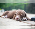 Small #2 Siberian Husky Mix