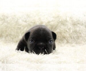 French Bulldog Puppy for sale in MIAMI BEACH, FL, USA