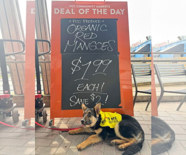 Medium Photo #14 German Shepherd Dog Puppy For Sale in Seattle, WA, USA