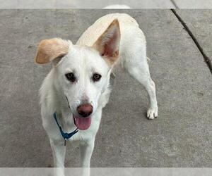 Siberian Husky Dogs for adoption in Martinez, CA, USA