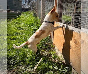 Georgie (WA) - Male Rat Terrier-Unknown Mix Dog for Adoption - Photo #2