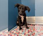 Small Labrador Retriever Mix