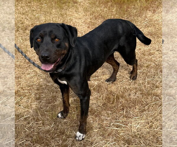 Medium Photo #2 Rottweiler Puppy For Sale in Tarboro, NC, USA