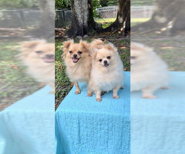 Medium Photo #5 Shiranian Puppy For Sale in Weston, FL, USA