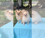 Small #4 Shiranian