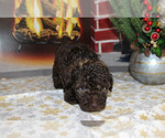 Small #18 Poodle (Toy)