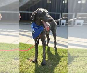 Nashville - Male Poodle (Standard)-Unknown Mix Dog for Adoption - Photo #3