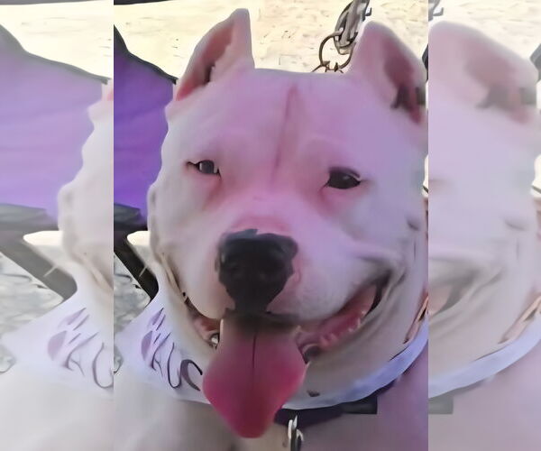 Medium Photo #8 American Pit Bull Terrier-Unknown Mix Puppy For Sale in Crete, IL, USA