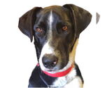 Small #6 Border Collie-Great Pyrenees Mix