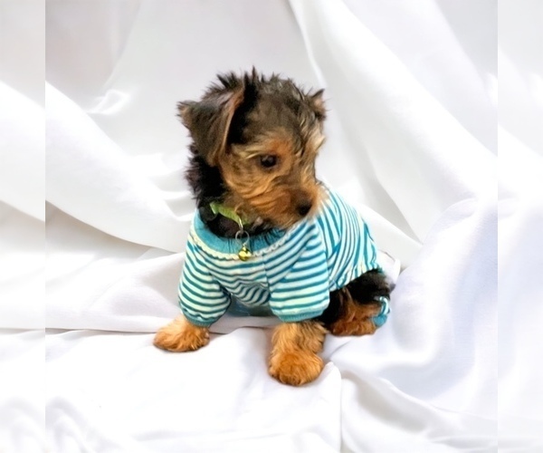 Medium Photo #4 Yorkshire Terrier Puppy For Sale in SAVANNAH, GA, USA