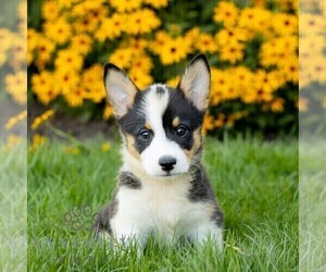 Pembroke Welsh Corgi Puppy for sale in HONEY BROOK, PA, USA