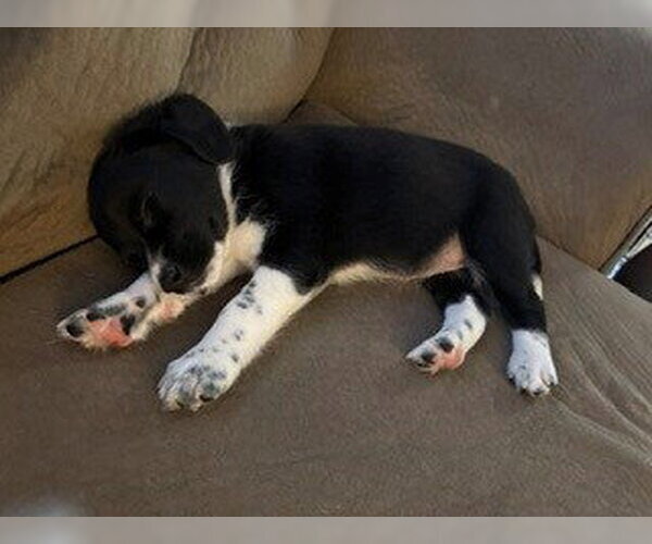 Medium Photo #2 Beagle-Great Pyrenees Mix Puppy For Sale in Brooklyn Center, MN, USA