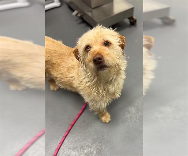 Medium Photo #1 Labrador Retriever-Unknown Mix Puppy For Sale in Peoria, IL, USA