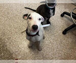 Medium American Pit Bull Terrier