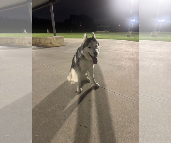 Medium Photo #7 - Mix Puppy For Sale in McKinney, TX, USA