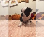 Small Photo #9 Boston Terrier Puppy For Sale in GLADEWATER, TX, USA