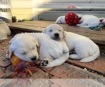 Small Photo #7 English Cream Golden Retriever Puppy For Sale in MC KINNEY, TX, USA