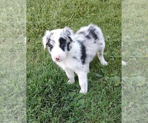 Border Collie Puppy for sale in WEST LIBERTY, KY, USA