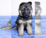 Puppy Green collar German Shepherd Dog