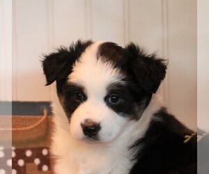 Australian Shepherd Puppy for sale in WESTFIELD, MA, USA