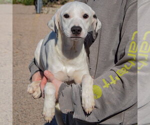Blanche - Female Beagle-Pointer Mix Dog for Adoption - Photo #3