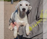 Small Photo #3 Beagle-Pointer Mix Puppy For Sale in Huntley, IL, USA