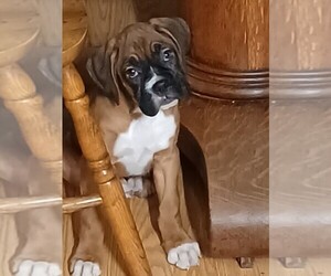 Boxer Puppy for sale in NILES, MI, USA