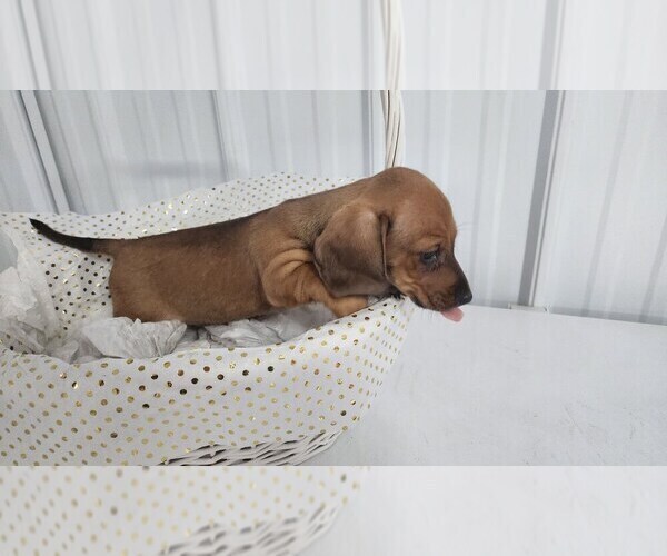 Medium Photo #8 Dachshund Puppy For Sale in GREENWOOD, WI, USA