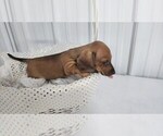 Small #7 Dachshund