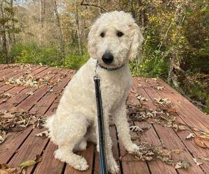 Labradoodle Puppy for sale in COLUMBIA, MO, USA