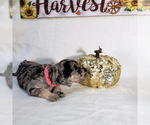 Small Photo #7 Labradoodle Puppy For Sale in SAN ANTONIO, TX, USA