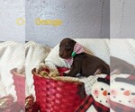 Small Photo #7 Doberman Pinscher Puppy For Sale in BRIMFIELD, IL, USA