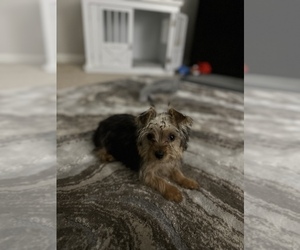 Yorkshire Terrier Puppy for sale in DALLAS, GA, USA