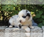 Small #3 Australian Shepherd