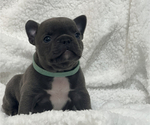 Puppy 1 French Bulldog