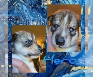 Siberian Husky Puppy for sale in FORT PLAIN, NY, USA