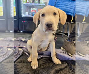 Mutt Dogs for adoption in St. Louis Park, MN, USA