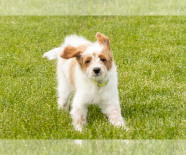 Medium Photo #3 Goldendoodle (Miniature) Puppy For Sale in WOLCOTTVILLE, IN, USA