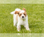 Small #2 Goldendoodle (Miniature)