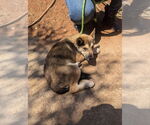 Small #6 Huskies  Mix
