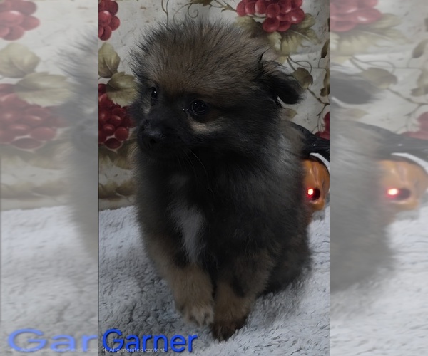 Medium Photo #2 Pomeranian Puppy For Sale in AZLE, TX, USA