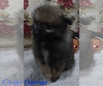 Small #1 Pomeranian